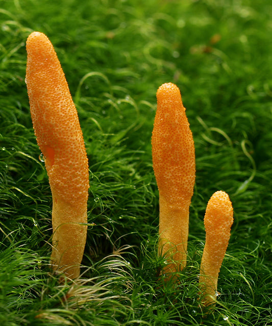 Cordyceps Health Benefits