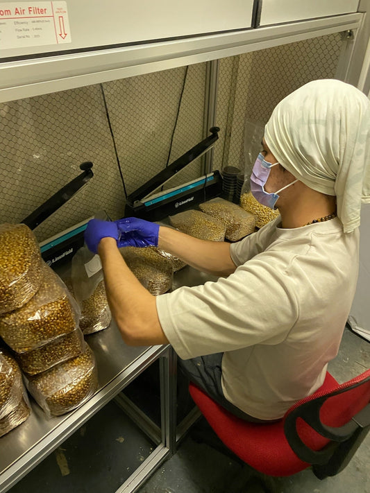 How We Grow Our Mushrooms