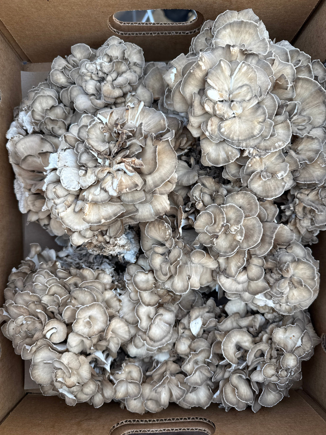 Maitake Health Benefits
