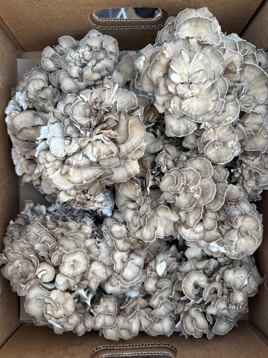 Maitake Health Benefits