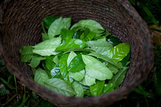 Guayusa Health Benefits