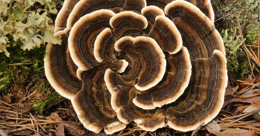 Turkey Tail Health Benefits